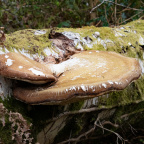 Birch Polypore 