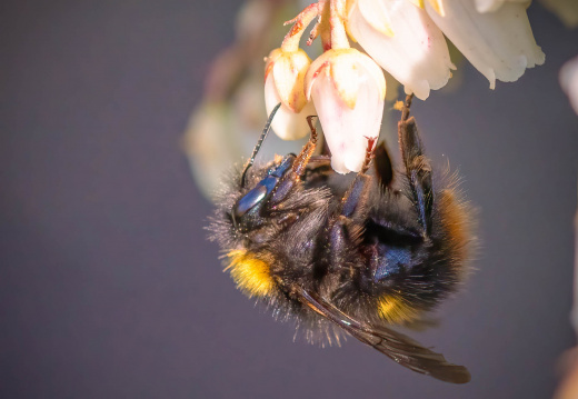 Macro
